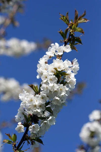 Spring Blossom Flowers Tree Cherry Bloom — Stock Photo, Image