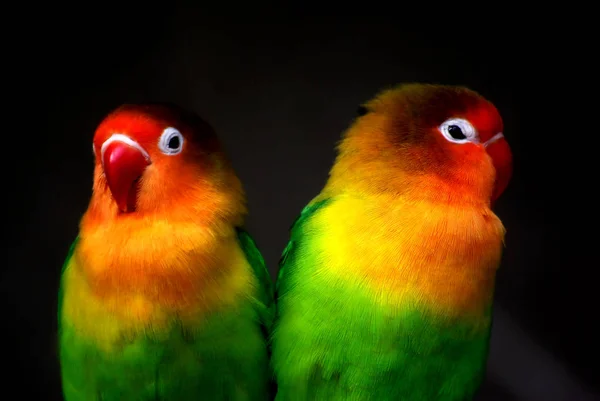 Schilderachtig Uitzicht Prachtige Papegaai Natuur — Stockfoto