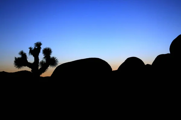 Skymning Joshuaträd Nat Park — Stockfoto