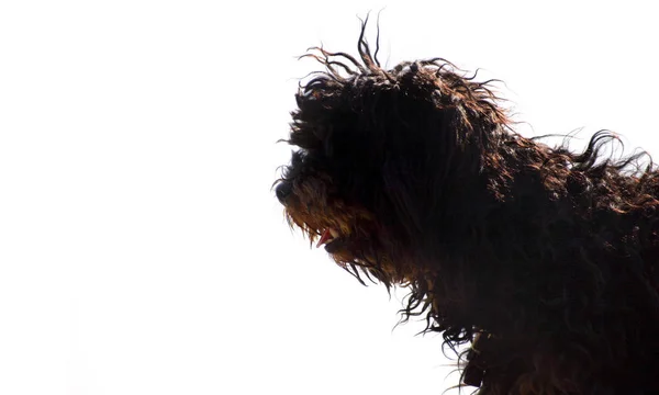 Hår Brun Hund Isolerad Vitt — Stockfoto