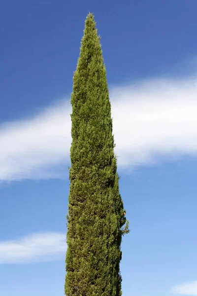 Vacker Botanisk Skott Naturliga Tapeter — Stockfoto