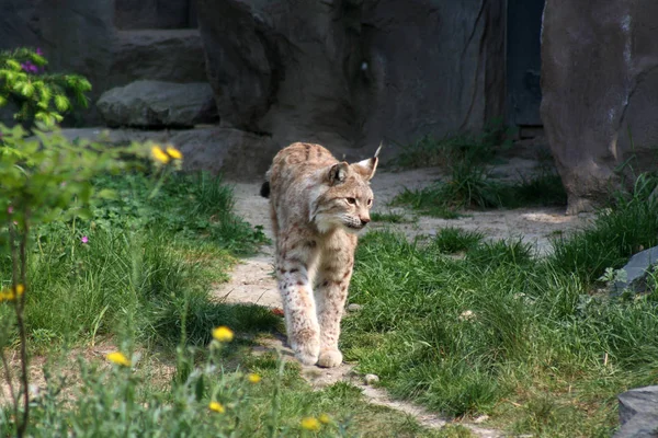 Lince Animale Selvatico Natura Grande Gatto — Foto Stock