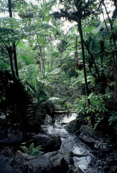 野生の森の植物の風景 — ストック写真