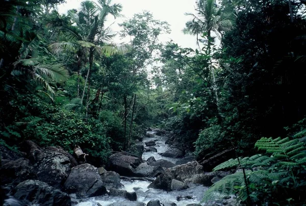 野生の森の植物の風景 — ストック写真