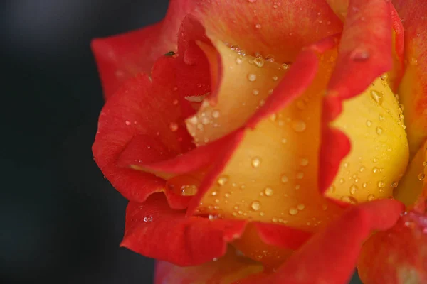 Sfondo Colorato Biglietto Visita San Valentino — Foto Stock