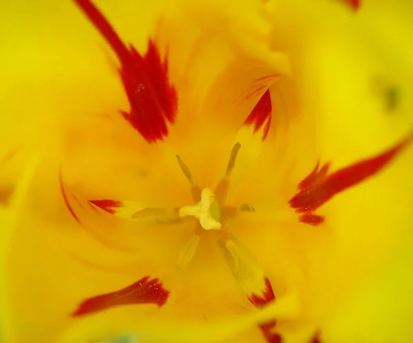 Vista Panorámica Hermosa Flor Tulipán — Foto de Stock