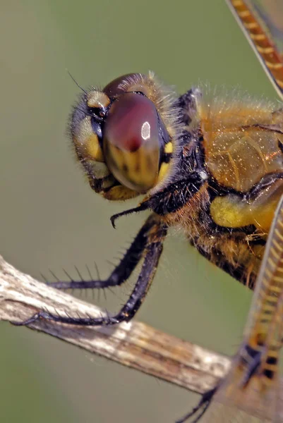 Четырехпятнистая Клеветница Libellula Quadrimaculata Относящаяся Семейству Sebibidae Libellulidae Имеет Длину — стоковое фото