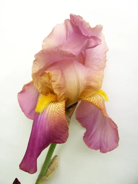 Scenic View Beautiful Iris Flower — Stock Photo, Image