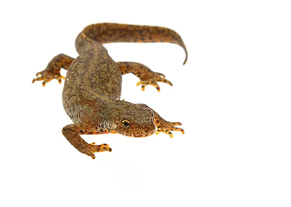 Alpine Newt Bergmolch 양서류 Salamander — 스톡 사진