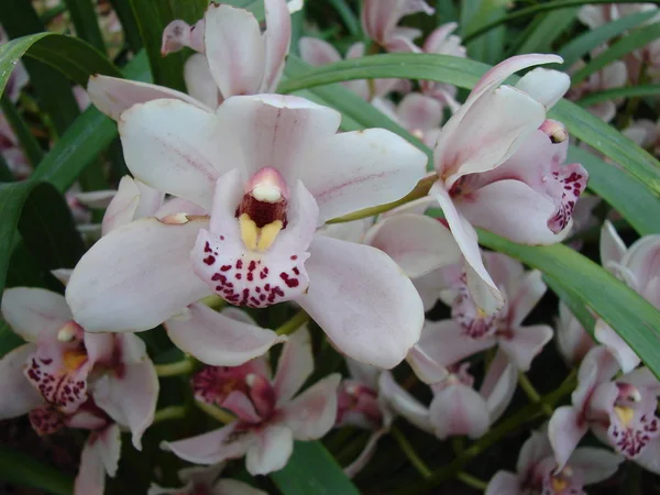 Mooie Orchidee Bloem Plant Flora Bloemblaadjes — Stockfoto