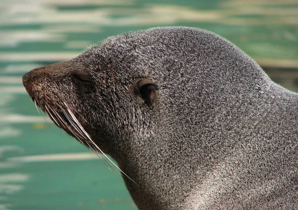 Foki Zwierzęta Morskie Morskie — Zdjęcie stockowe