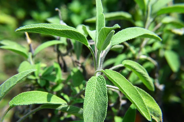 Sage One Favorite Herbs Great Kitchen Smoking Even Tea — Stock Photo, Image