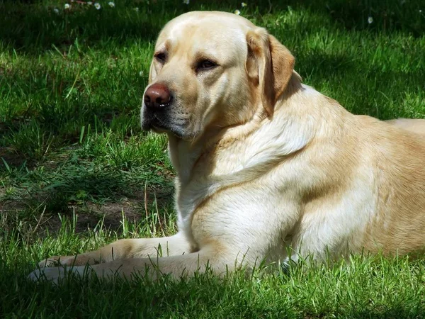 Porträtt Söt Hund — Stockfoto