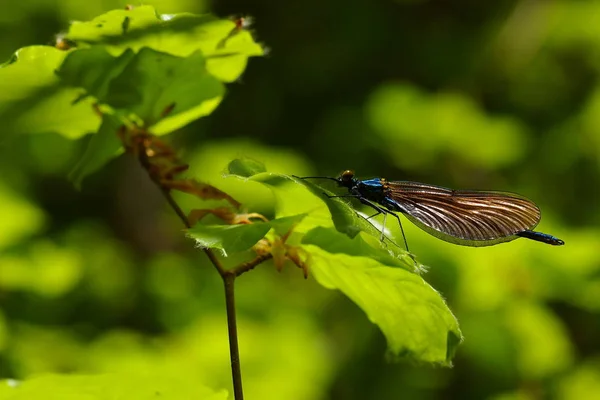 Natureza Inseto Libélula Odonata Voar — Fotografia de Stock