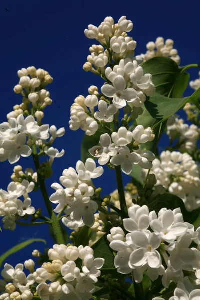 Blanco Lila Cielo Azul —  Fotos de Stock