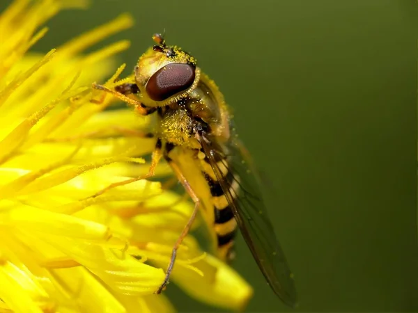 Sharper Synonymous Raynox Think Pollen Hoverfly Hope You Also —  Fotos de Stock