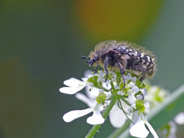 Luto Remolacha Rosa Oxtirea Funesta Foto Fue Tomada Principios Abril — Foto de Stock