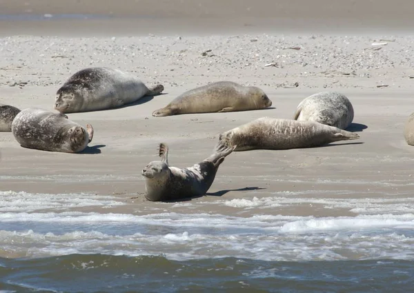 Seal Marine Animal Marine — Stock Photo, Image