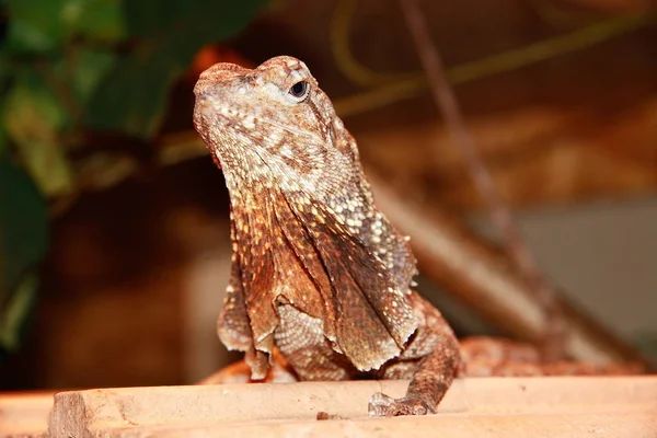 Unfortunately She Did Put Her Collar Nto Seen Tobi Reptile — Stock Photo, Image