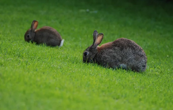 Mignon Lapin Gros Plan — Photo