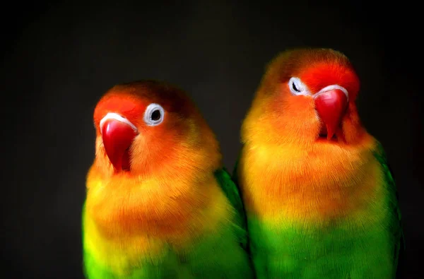 Schöne Aussicht Auf Den Papagei Der Natur — Stockfoto