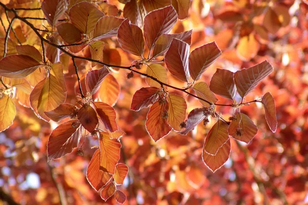 Beautiful Autumn Foliage Forest — Stock Photo, Image