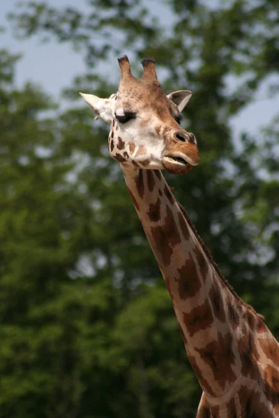 Жираф Животное Природе Фауна — стоковое фото