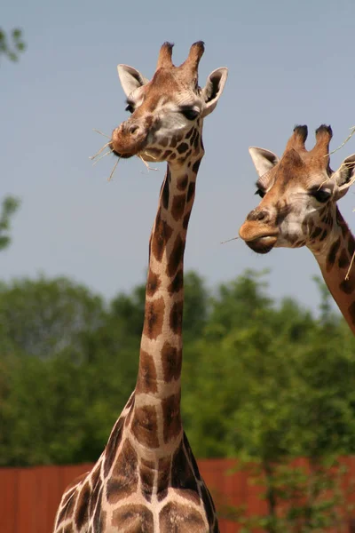 Animali Selvatici Flora Fauna Della Giraffa Bruna Natura — Foto Stock