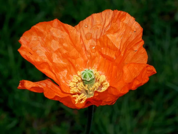 Nahaufnahme Von Schönen Wilden Mohnblumen — Stockfoto