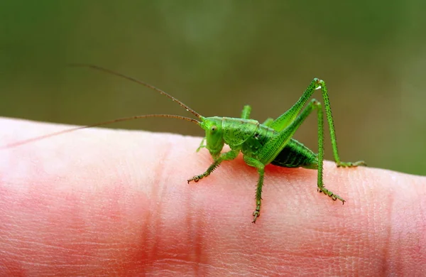 Insecte Sauterelle Insecte Prieur Invertébré — Photo