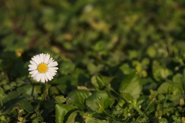 Margarida Plena Flor — Fotografia de Stock