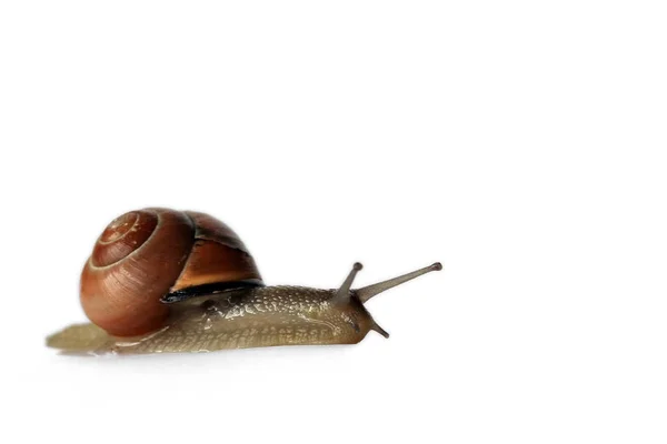 Slimy Slug Snail Crawler — Stock Photo, Image