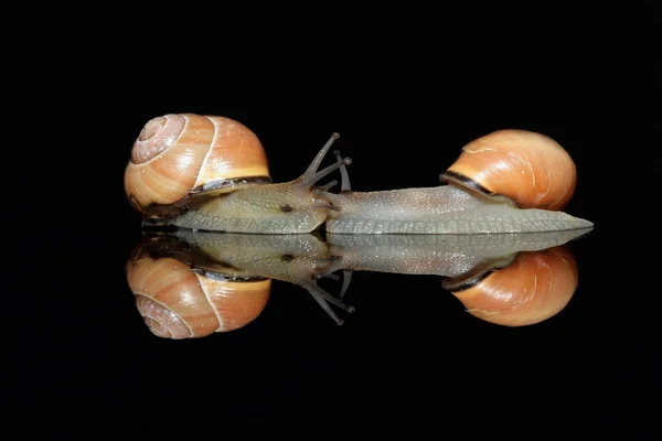 Caparazón Caracol Hélice Invertebrada — Foto de Stock