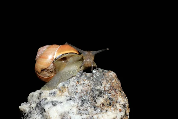 カタツムリ 胃腸管軟体動物 — ストック写真