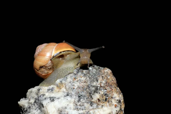 Lumaca Animale Mollusco Gasteropode — Foto Stock