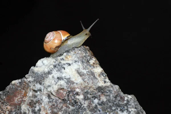 Caracol Animal Molusco Gastropod — Fotografia de Stock