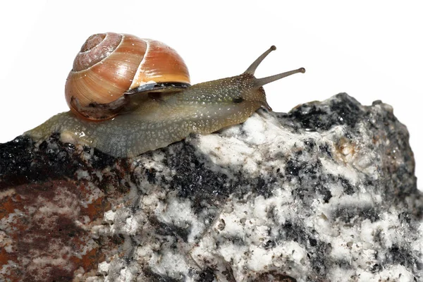 snail shelled gastropod animal