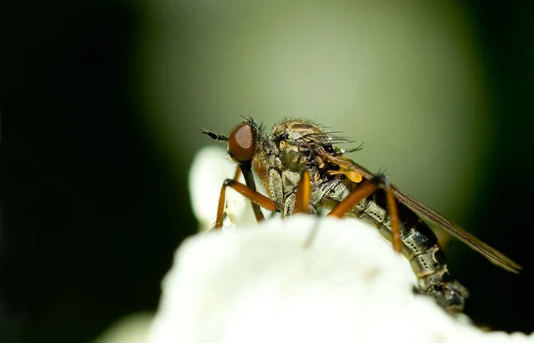 Närbild Insekter Vild Natur — Stockfoto