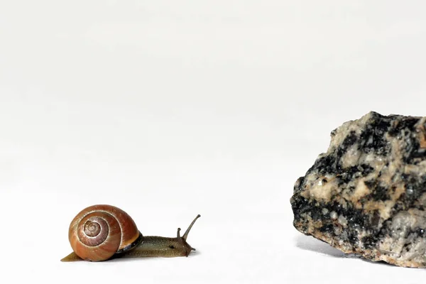 Snail Shell Invertebrate Helix — Stock Photo, Image