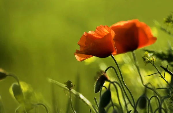 Közeli Kilátás Gyönyörű Vad Mák Virágok — Stock Fotó