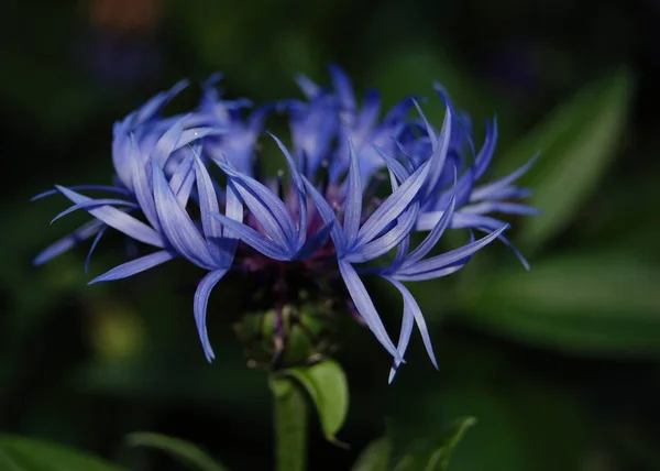 Beautiful Botanical Shot Natural Wallpaper — Stock Photo, Image