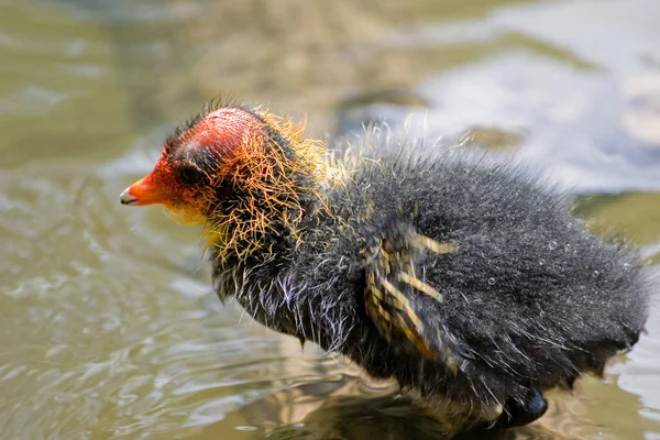 Vacker Utsikt Över Vacker Fågel Naturen — Stockfoto