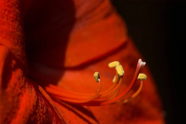 Amaryllis Çiçek Yaprakları Bitki Çiçekleri — Stok fotoğraf