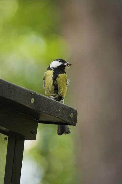 มมองท สวยงามของนก Titmouse — ภาพถ่ายสต็อก