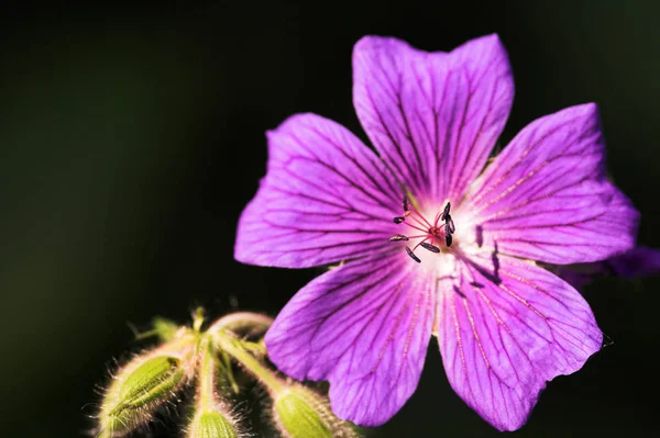 Żuraw Fioletowy Kwiaty Fioletowe Płatki Flora — Zdjęcie stockowe