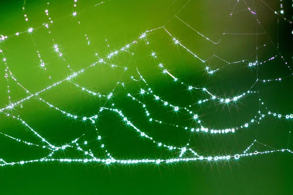 Spiders Web Red Arañas — Foto de Stock