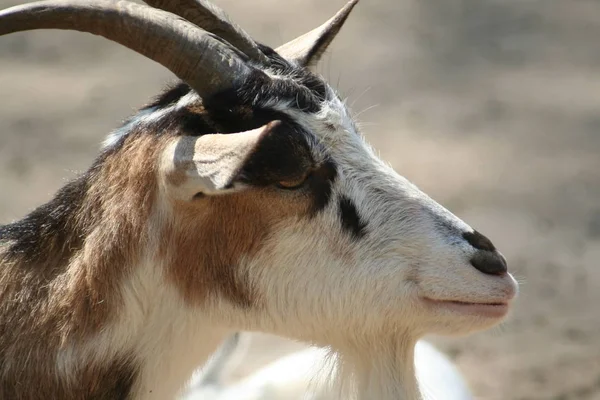 Perto Uma Cabra Campo — Fotografia de Stock