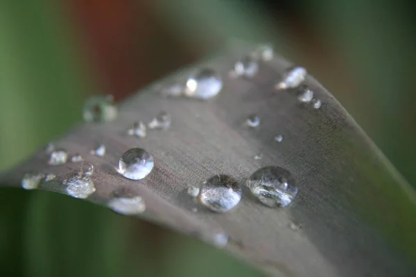 Pärlor Naturen Juveler Naturen — Stockfoto