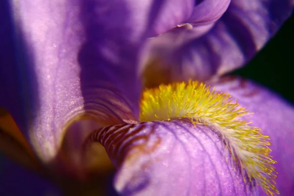 Tutup Dari Bunga Yang Indah — Stok Foto