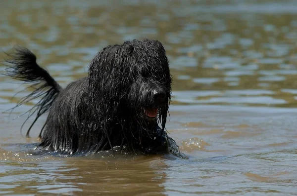 Spaß Für Hunde — Stockfoto